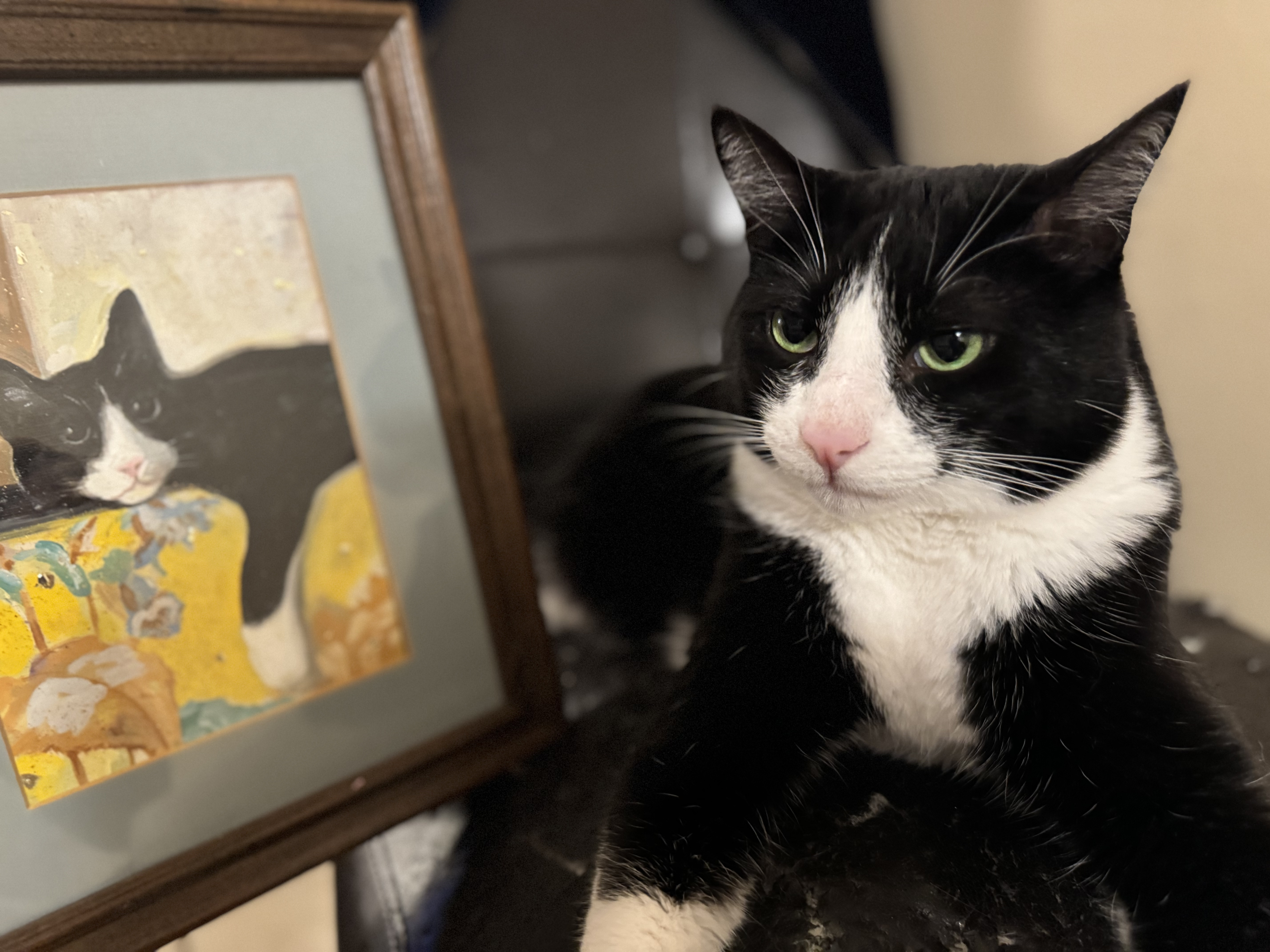 Cody the cat